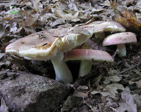  Image name: russula_vesca3.jpg 
 width: 600 pixel 
 height: 475 pixel 
 Size: 71712 bytes 
 Click to enlarge 